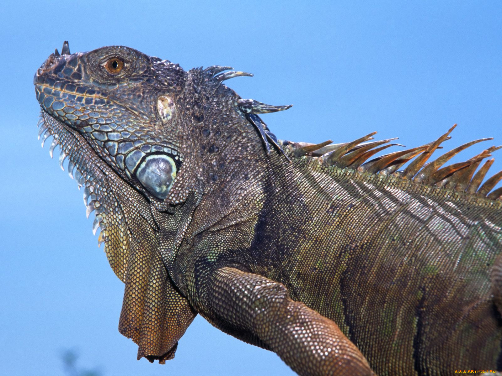 adult, green, iguana, , , , 